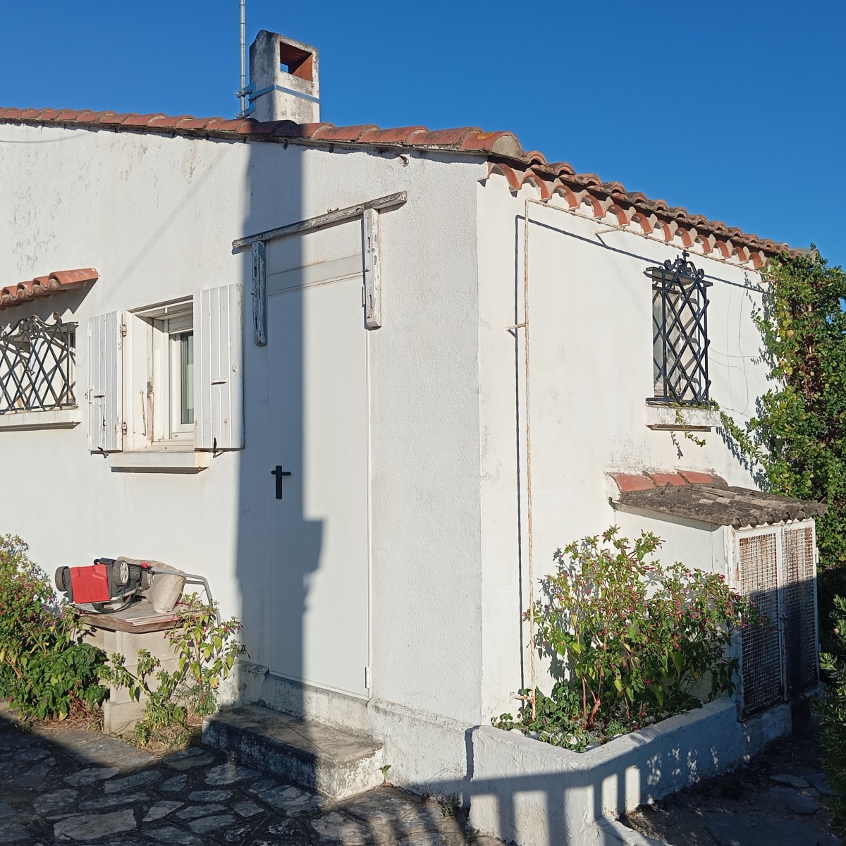 Camélias ~ extension